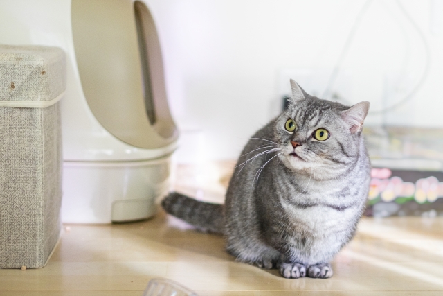 猫　トイレ
